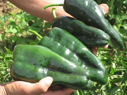 Chile_Poblano_Fresco_de_Exportacion.jpg